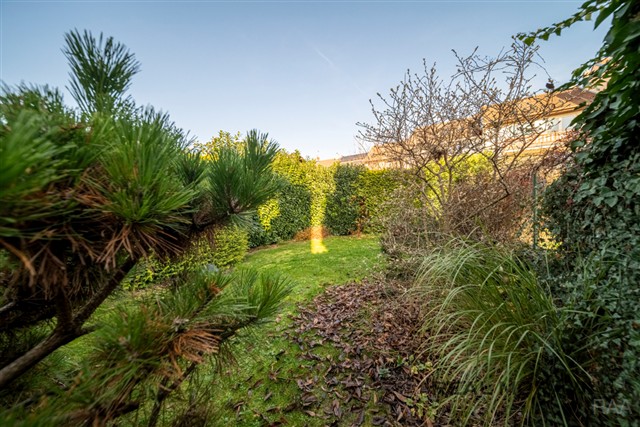 zahrada za domem [8/35]